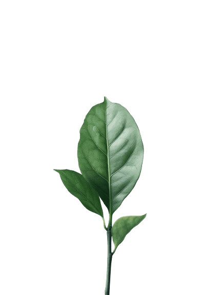Natural leaf